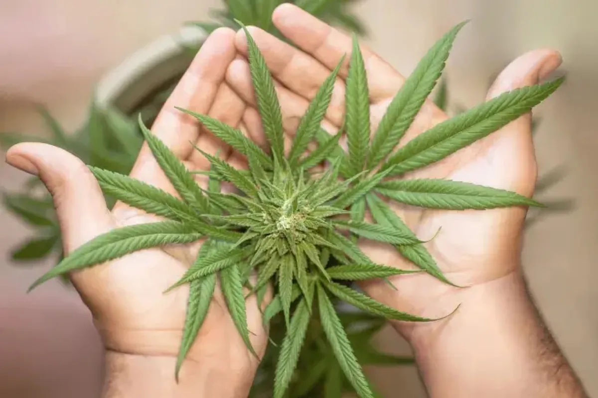 Possible Goodbye to Lower Back Pain: Cannabis Extract as a Solution