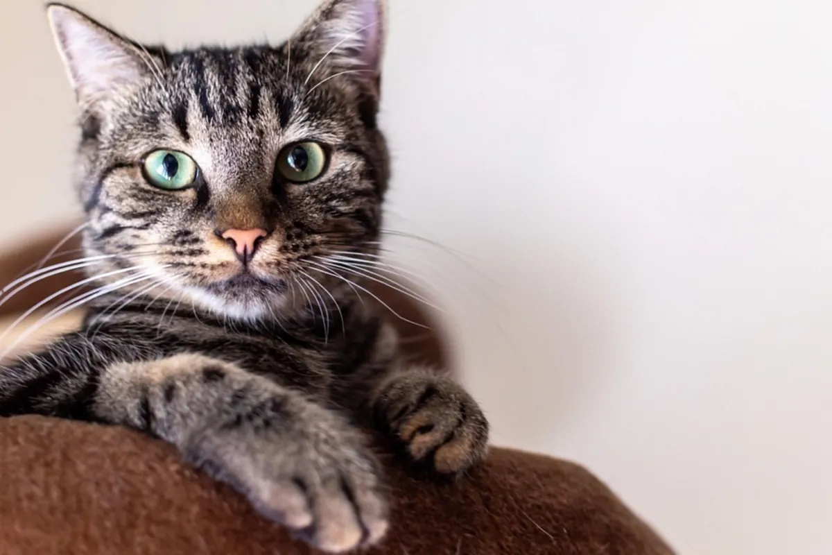 We already suspected it, but now science says it: living with a cat improves quality of life and they are buffers for stress and anxiety