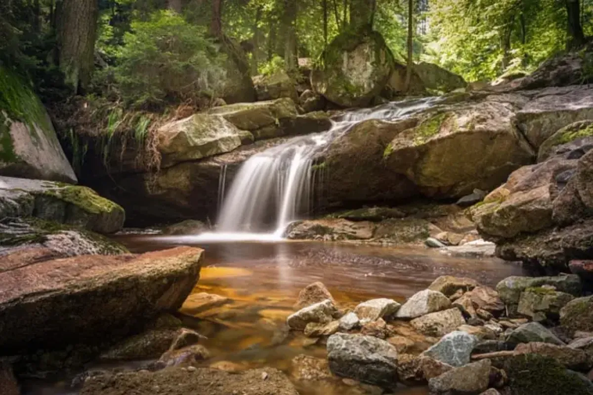 Marine wildlife experts are baffled: footage shows a school of fish climbing a waterfall