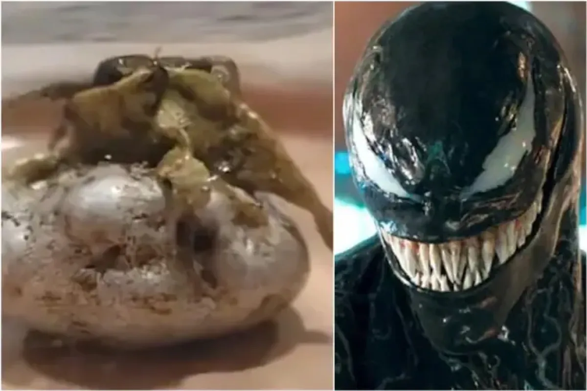 The strange 'creature' that appeared after a 'meteorite fell in Panama' and went viral: compared to 'Venom'